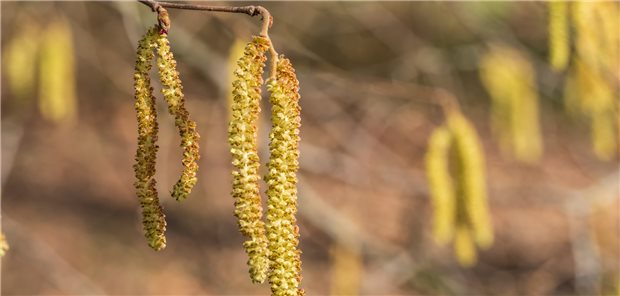 Haselblüte: Die Pollenflugsaison beginnt mittlerweile deutlich früher und dauert länger als noch vor einigen Jahren. Damit steigt insgesamt die Allergenlast der Luft, was auch den Juckreiz bei atopischer Dermatitis verstärkt.