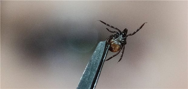 EIne Zecke wird mit einer Pinzette festgehalten. 