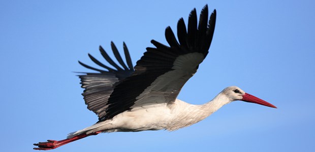 Regierung sieht keine Gefahr für Belegärzte Hat sicherlich auch eine teure Berufshaftpflicht: der Klapperstorch.