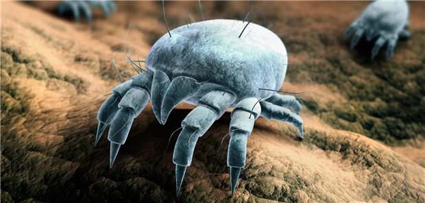 Hausstaubmilben: Allergiker reagieren empfindlich auf den Kot der Milben, der Rhinitis und allergisches Asthma auslösen kann.