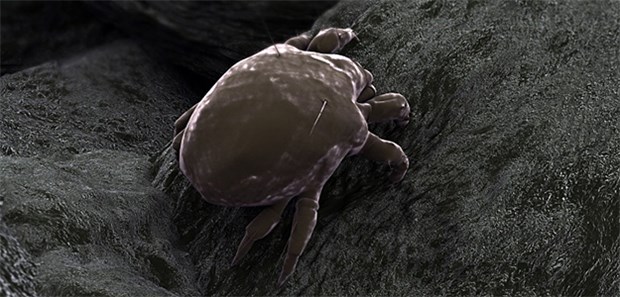 Hausstaubmilben lösen bei fast der Hälfte der Asthmatiker eine Allergie aus.