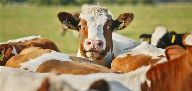 Heilige Kühe gibt es auch im Gesundheitswesen. Für Romantiker unter den Ärzten, so meint unser Gastautor, sei die unternehmerische Freiheit „eine heilige Zweit-Kuh“ – bedroht durch MVZ. (Symbolbild mit Fotomodell)
