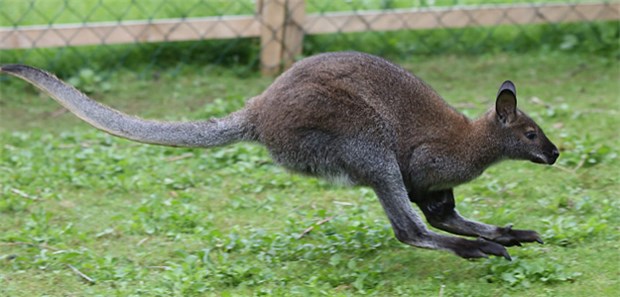 Kängurus geben keine Widerworte Heilmittel: Känguru in Haina.
