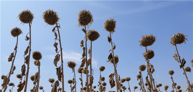 Vertrocknete Sonnenblumen vor blauem Himmel.