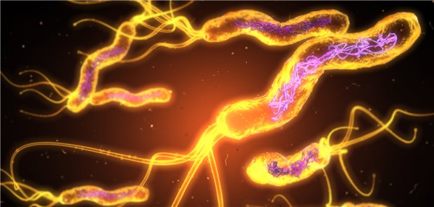 Helicobacter-pylori-Bakterien – ein weit verbreitetes Magenpathogen unter anderem Gastritis und Adenokarzinome des Magens verursacht. (3D-Illustration)&#xA;