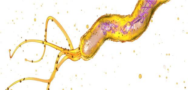 Helicobacter pylori