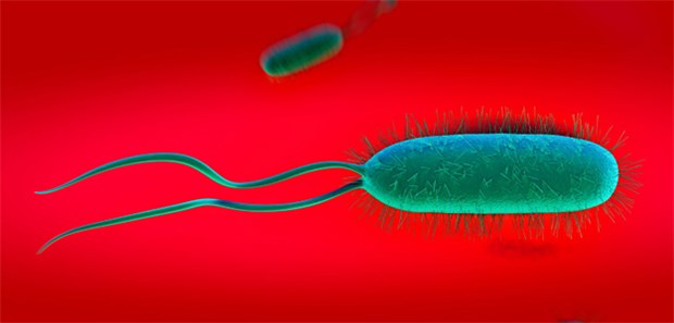 Weniger Helicobacter pylori, mehr Adipöse Helicobacter pylori: Nach Stichproben ist eine Bevölkerung umso dicker, je weniger sie durchseucht ist.