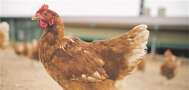 Europaweit Entrüstung über wochenlange Geheimhaltung Hennen können Fipronil über die Haut, beim Einatmen und Picken in den Körper aufnehmen.