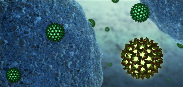 Vierpunktmutation könnte Hinweis auf Verlauf einer Hepatitis-B-Infektion geben Hepatitis-B-Viren: Wie sollte bei Patienten mit einer chronischen Hepatitis B vorgegangen werden? Eine Vierpunktmutation könnte bei der Entscheidung helfen.
