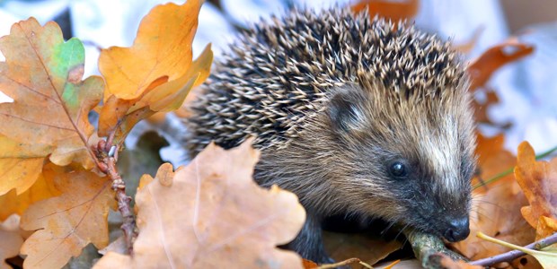 Vom Helfer zum IGeL-Verkäufer Herbst ist IGeL-Zeit - und damit auch für Kritik daran.
