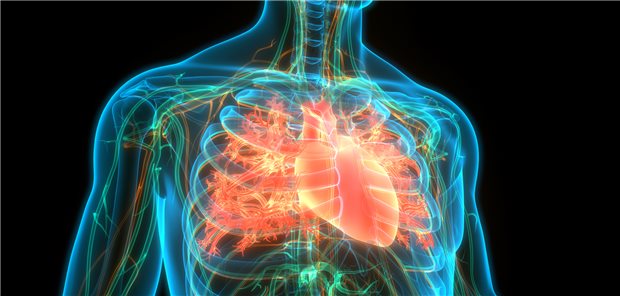 Herz im Blick: Beim ACC-Kongress wurde auch diskutiert, wann eine Koronarangiografie bei Angina pectoris sinnvoll ist.