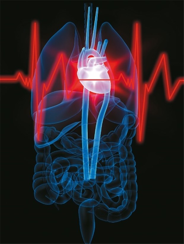 Wird der Test auf Fetuin-A zu einem Standard-Labortest? Herz schädigend - bis hin zum Infarkt - wirken auch Botenstoffe, die bei Patienten mit Fettleber gebildet werden.