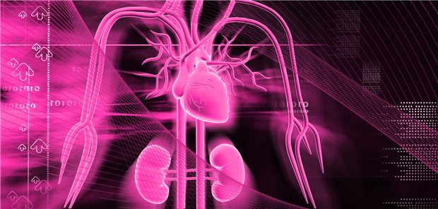 Grafik von Herzkreislaufsystem und Nieren