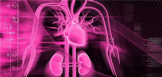 Herz und Nieren im Fokus: Ein Effekt von Finerenon auf renale Ereignisse war nach etwa einem Jahr, ein Effekt auf kardiovaskuläre Ereignisse schon nach etwa einem Monat erkennbar geworden.