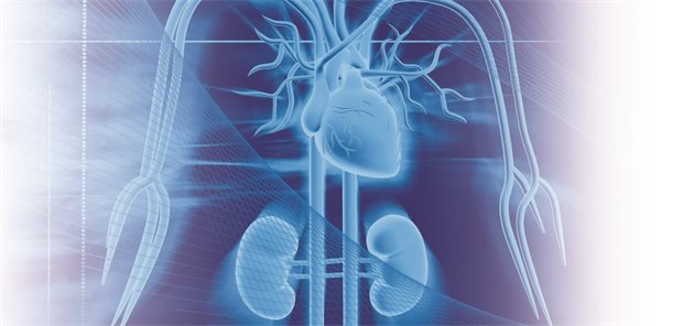 Kardiorenal: Gemeinsame ESC-Leitlinie zu Herz und Nieren veröffentlicht Darstellung von Herz, Gefäßen und Nieren.