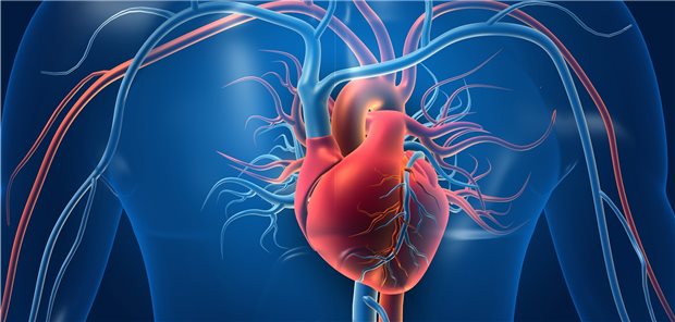 Herzgefäße: Eine Anomalie des Ramus interventricularis anterior gehört zu den seltenen Ursachen eines akuten Koronarsyndroms. Mit der Angiografie kommt man der Myokardbrücke auf die Spur.