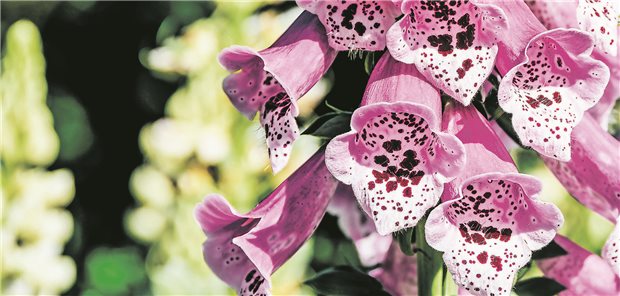 Die Blüten der Pflanze Fingerhut vor einem grünen Hintergrund.