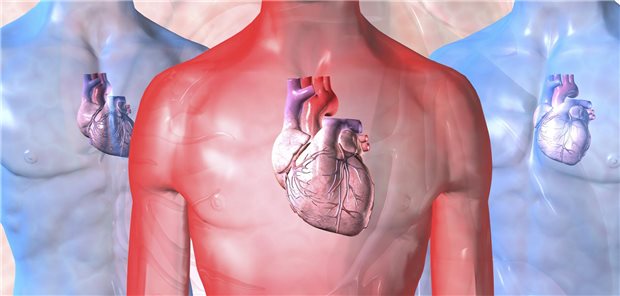 Darstellung eines Thorax mit vergrößertem Herz.