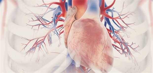 Herzinsuffizienz? Rimacalib oder Omecativ Mercabil könnten die Therapieoptionen erweitern.