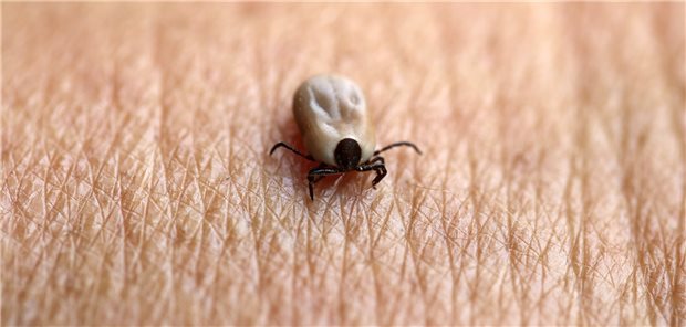 Hiesige Zeckenarten wie der gemeine Holzbock (Ixodes ricinus) können immer besser Habitate in der Natur, zunehmend auch in höher gelegenen Bergregionen, für sich erobern.
