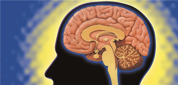 Doktor THC und Mister Cannabidiol Hirnanatomie: Bei Psychoserisiko ist im Striatum und Mesencephalon oft die Dopaminaktivität erhöht.