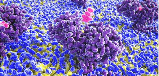 Histamin (magenta) kurz vor der Bindung an den Histamin-Rezeptor.