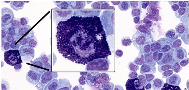 Histochemische Färbung von Leukozyten und stark granulierten Mastzellen.