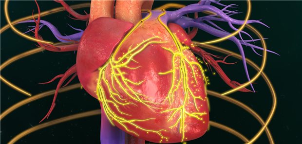 Hochgerechnet entwickeln demnach rund 9,5 Prozent derer, die im Alter von 18 weder kardiorespiratorisch fit noch muskelstark sind, höhergradige Koronarstenosen. Bei denen, die in beiden Disziplinen gut abschneiden, sind es 6,9 Prozent, immerhin 38 Prozent weniger. 