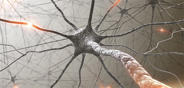 Hochkomplexe Nerven: Die EMA hat Zinbryta® zur Therapie von erwachsenen MS-Patienten empfohlen.