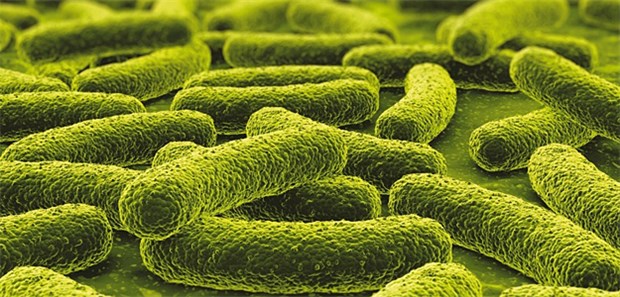 Forscher finden neuen Wirkstoff gegen Tuberkulose Hoffnung gegen Tuberkulose macht eine Pflanze aus Afrika.