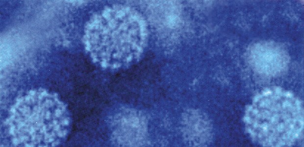 Wie oft zum Pap-Test? Humane Papillomaviren unter dem Elektronenmikroskop.
