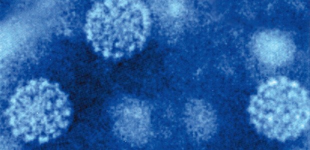 HPV-Test ergänzt die Zytologie Humane Papillomaviren unter dem Elektronenmikroskop.