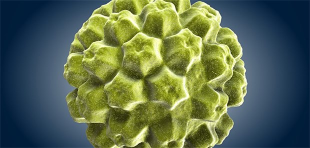 Humane Papillomviren