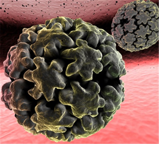 HPV-Impfung schützt auch Männer vor Krebsvorstufen Humanes Papillomavirus. Eine Impfung dagegen reduziert auch bei Männern das Risiko auf Genitalkrebs.