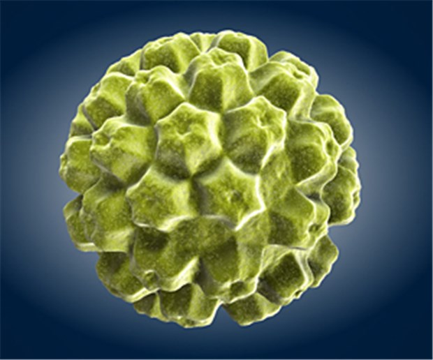 HPV-Impfung wirkt nach Humanes Papillomavirus: Impfschutz wirkt auch nach der Infektion.