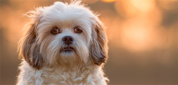 Fiskus fördert Fiffis Fellpflege Hund und Herrchen können sich über die erweiterten Steuerermäßigungen freuen.