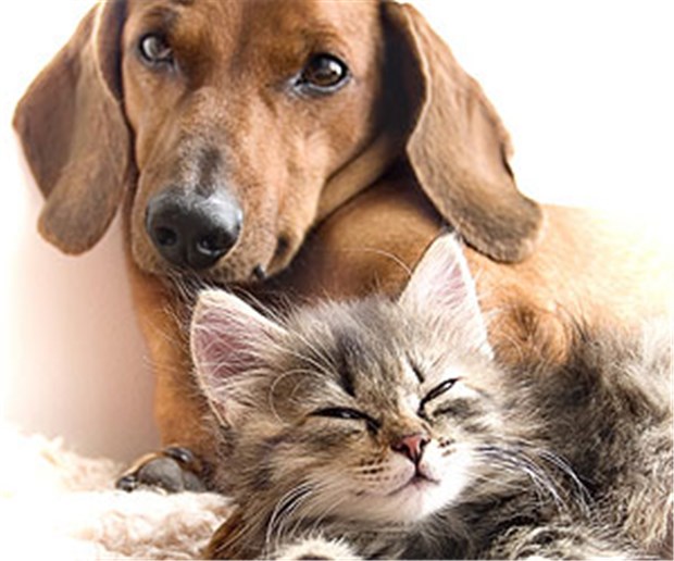 Hunde und Katzen als treue Begleiter Hund und Katze - nicht immer geht es zwischen beiden so geruhsam zu.