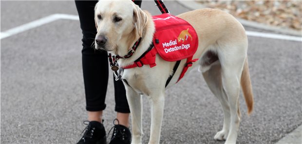 Corona-Infizierte am Geruch erkennbar? Hunde, die zur Wohltätigkeitsorganisation Medical Detection Dogs gehören, wie dieser Labrador-Mischling waren auf das ursprüngliche Coronavirus trainiert. Sie können offenbar aber auch Virusvarianten erschnüffeln.