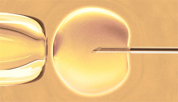 Unverheiratete beim GKV-Zuschuss außen vor ICSI: Einen GKV-Zuschuss zur IvF kann es laut LSG Berlin-Brandenburg nur für Ehepaare geben.