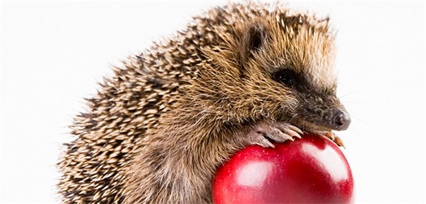 Seriöses Vorgehen ist ein Schwungrad für Akzeptanz IGel-Leistungen steigen in der Akzeptanz,