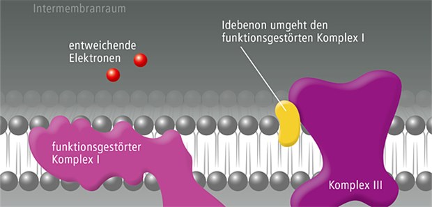 Ibedenon wirkt über den KomplexIII der Elektronentransportkette. Dadurch wird die ATP-Produktion in den lebensfähigen, inaktiven retinalen Ganglienzellen reaktiviert, was zur Wiederherstellung des Visus beitragen kann.