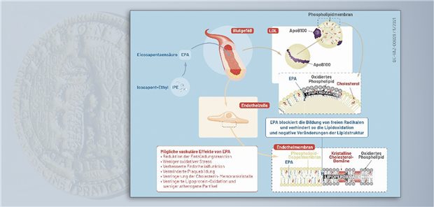 Wirkmechanismus: Icosapent-Ethyl beeinflusst über seine triglyzeridsenkende Wirkung hinaus vermutlich mehrere Prozesse, die die Bildung und Stabilität atherosklerotischer Plaques regulieren.