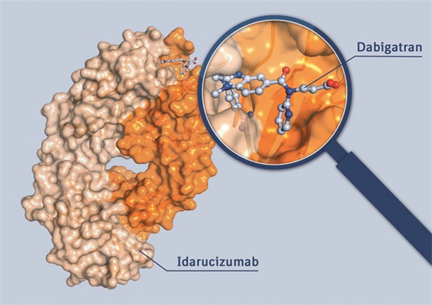 Idarucizumab bindet mit sehr hoher Affinität an Dabigatran. Der so entstehende stabile Komplex wird nur langsam abgebaut. Der antikoagulatorische Effekt von Dabigatran kann somit sofort und anhaltend aufgehoben werden.