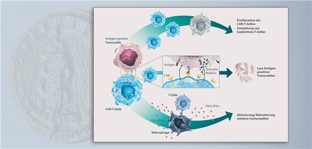 Idecabtagen vicleucel bekämpft die Myelomzellen, indem es zur Zytolyse BCMA-exprimierender Myelomzellen führt, weitere Immunzellen durch Zytokinausschüttung rekrutiert und die Proliferation der CAR-T-Zellen bewirkt.
