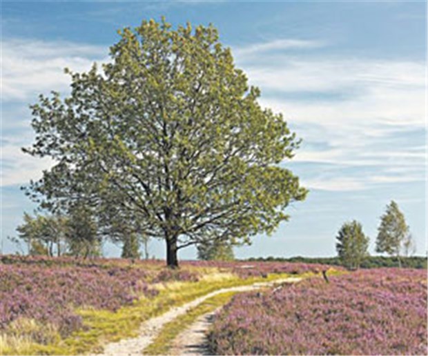 Landarzt - ein falsch verstandener Beruf? Idyllische Landschaften sind für Ärzte selten reizvoll genug, sich auf dem Lande niederzulassen.