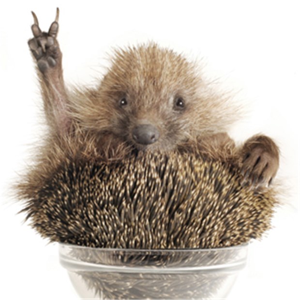 Kassen finden viele IGeL bedenklich Igel in Siegerpose: Ob er weiß, was die Kassen von seinen Namensvettern halten?