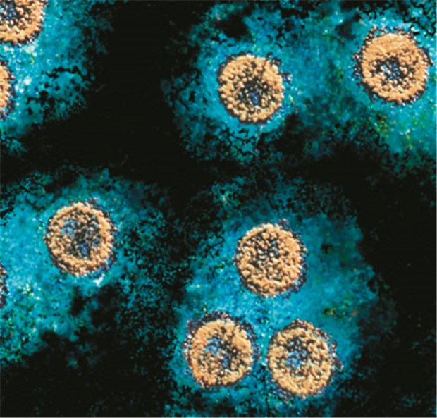 Chronische Hepatitis B - Rat zu früher Therapie Ihr Ziel ist die Leber: Hepatitis-BViren.