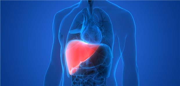Illustration der Leber im Körper. In Deutschland sind rund 23 Prozent der Allgemeinbevölkerung von einer nicht-alkoholischen Fettlebererkrankung betroffen.