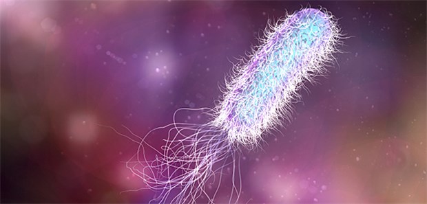 Antikörper verringern Nebenwirkungen von Antibiotika in der Lunge Illustration des Erregers Pseudomonas aeruginosa: Antibiotika können das Risiko für eine Infektion erhöhen.