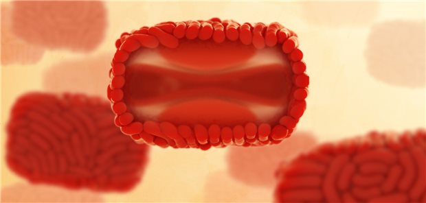 Illustration von Affenpocken-Virionen: Das Partikel in der Mitte ist aufgeschnitten. Zu sehen ist der Hantel-förmige Kern, der die Virus-DNA enthält.